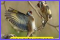 Are birds fighting or mating?