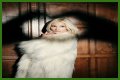 Q&A Session: Pixie Lott - CelebMix